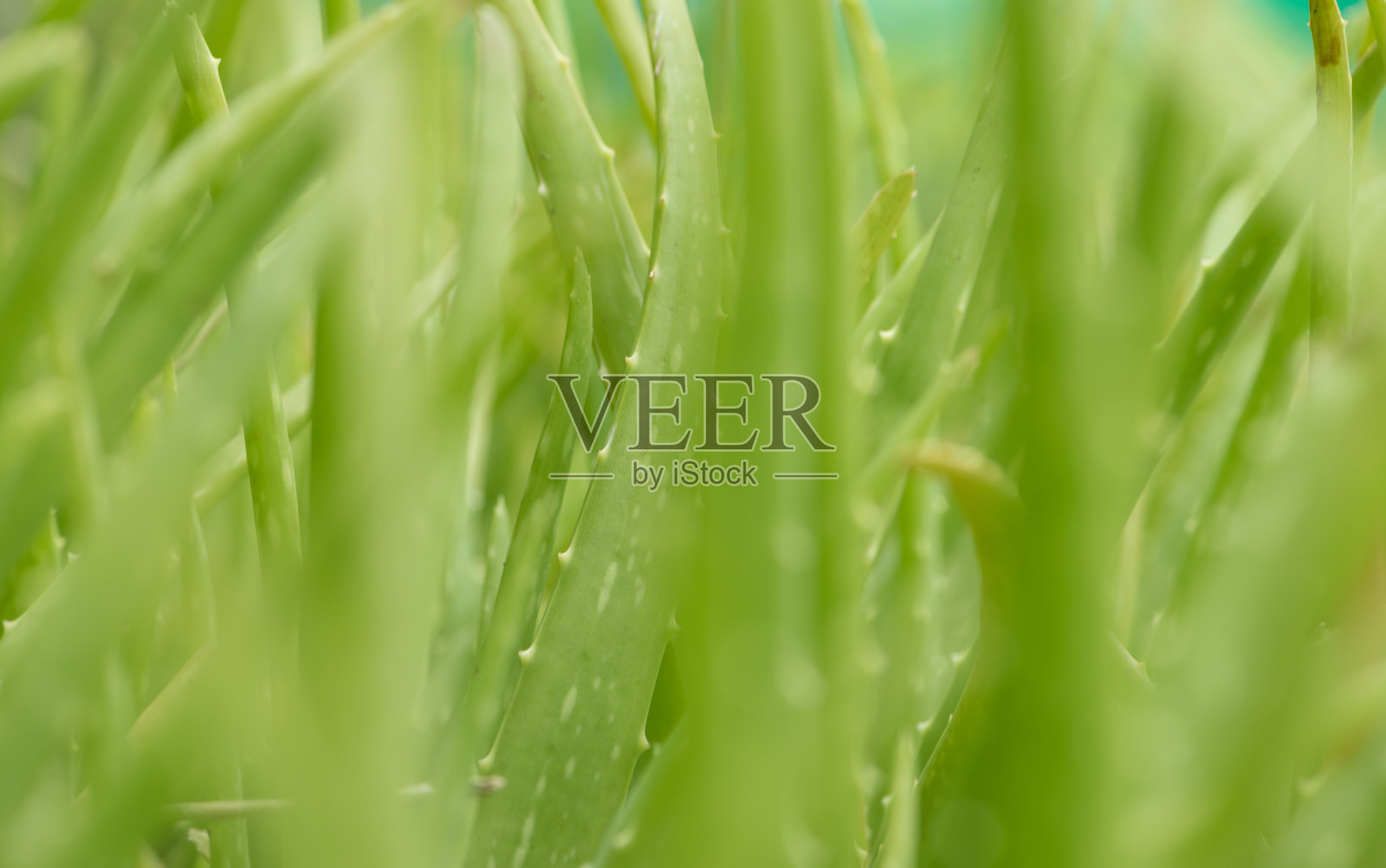 芦荟田照片摄影图片