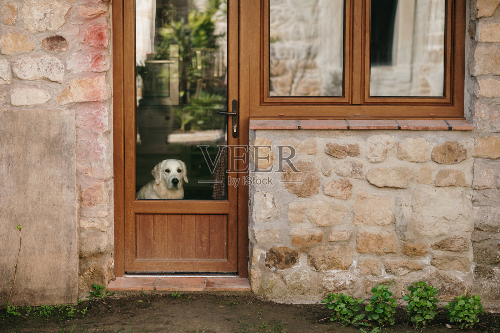 狗在房子的窗户上照片摄影图片