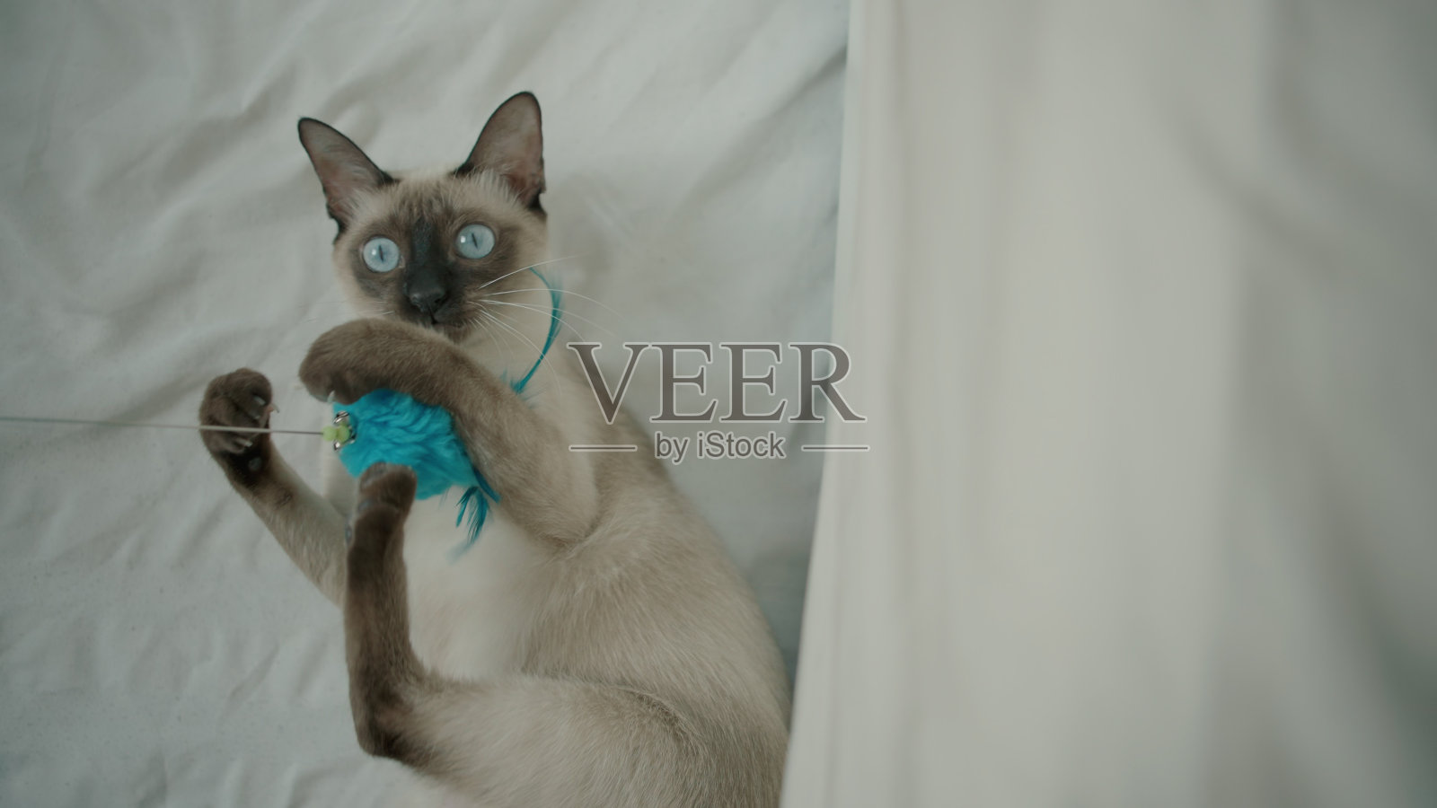 看看这只顽皮的猫疯狂的眼睛。照片摄影图片