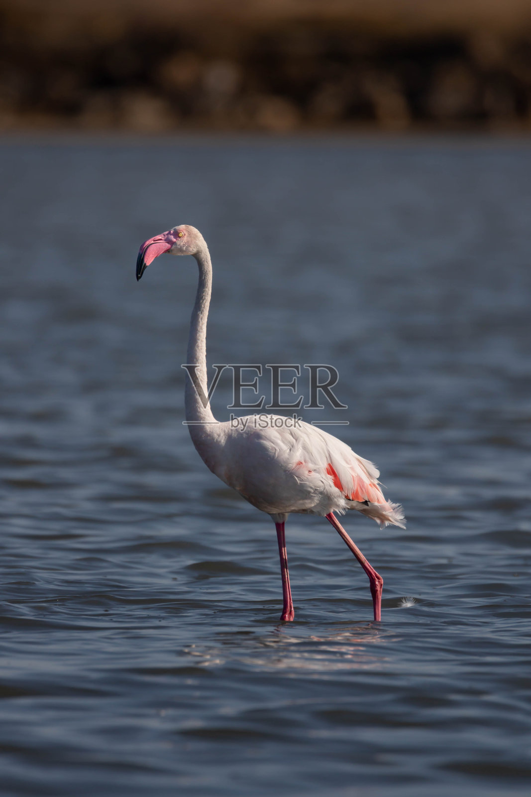 火烈鸟(Phoenicopterus roseus)照片摄影图片