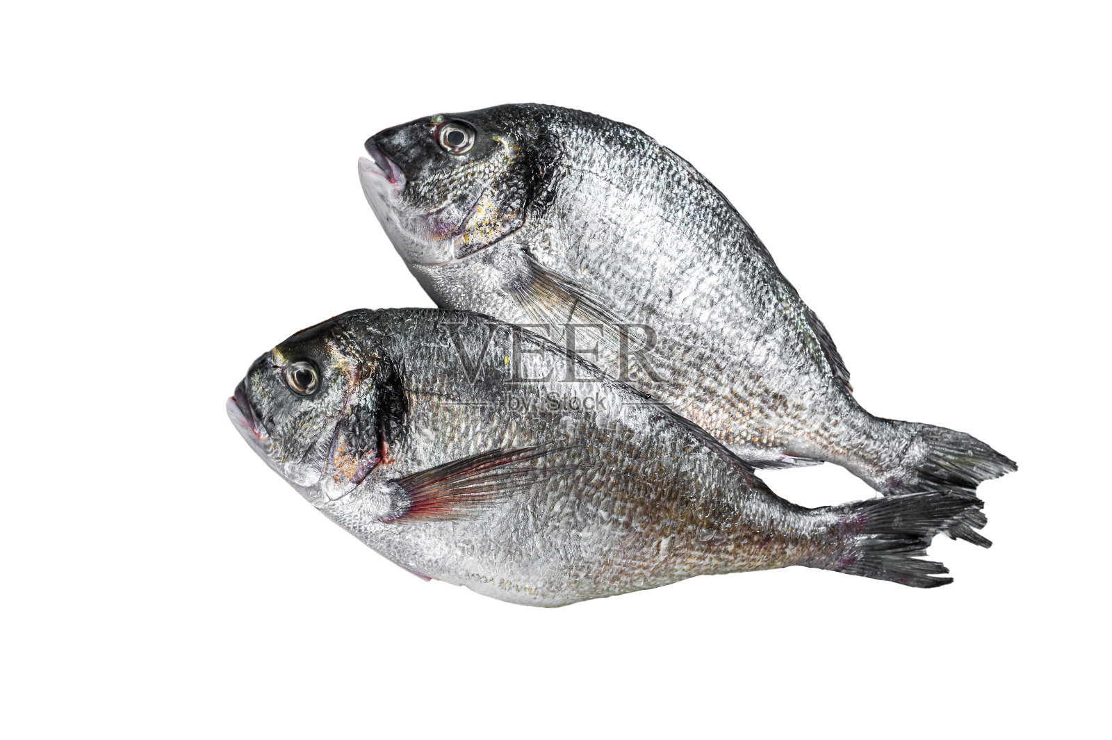 生的新鲜有机多拉多鱼或海鲷鱼与草药和青柠板。孤立在白色背景上。照片摄影图片