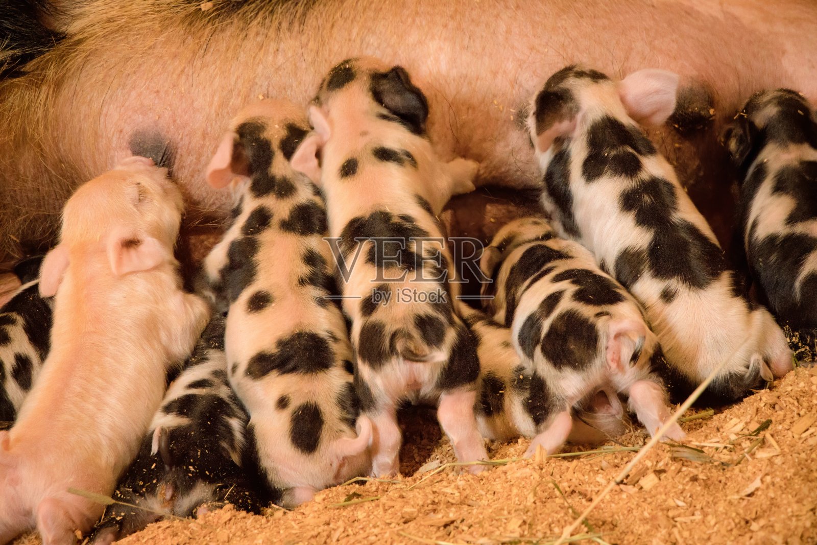一起照片摄影图片