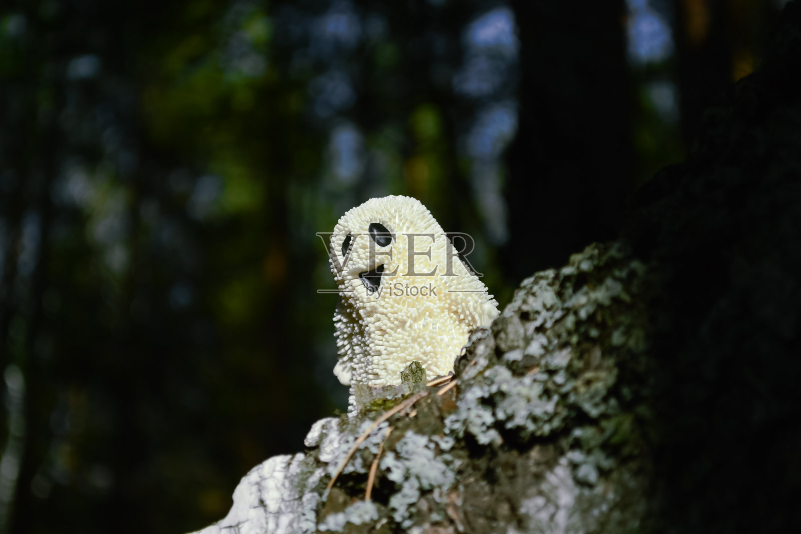 一个微笑的玩具鬼从森林里的树皮后面向外窥视照片摄影图片