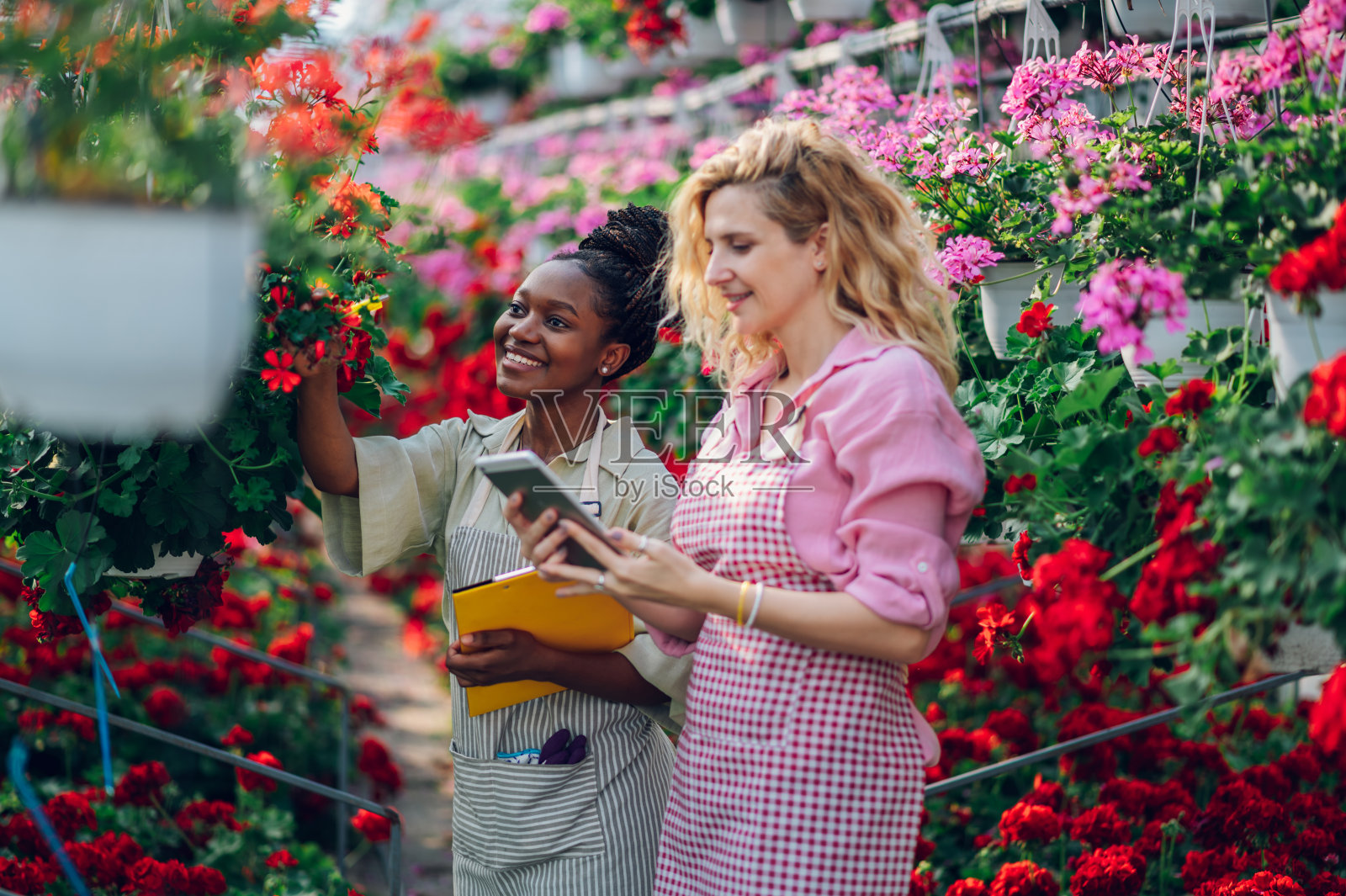 多种族的女园丁在温室工作和使用平板电脑照片摄影图片
