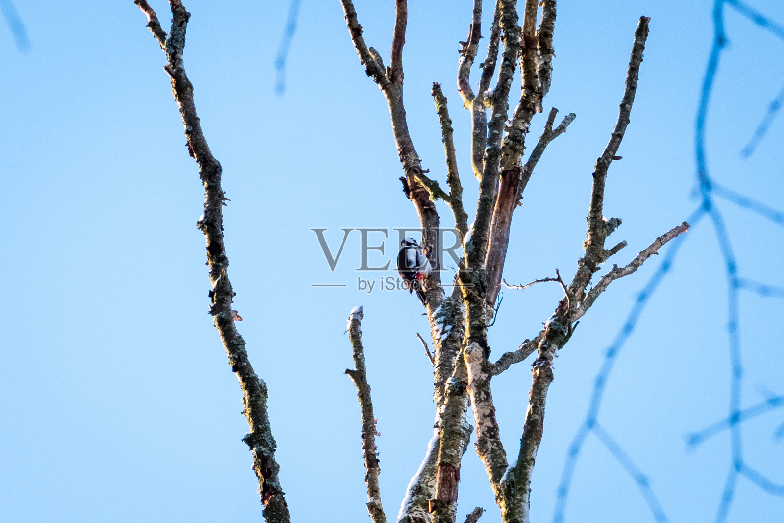 啄木鸟在工作。秃顶的树和啄木鸟在瑞典寻找虫子照片摄影图片