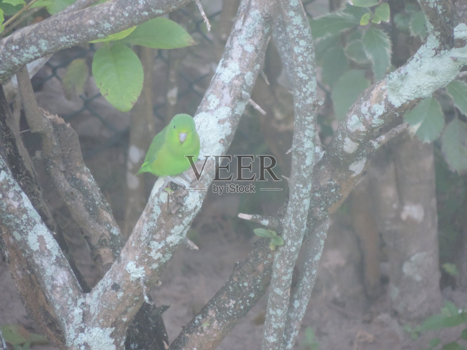 詹达亚长尾小鹦鹉照片摄影图片