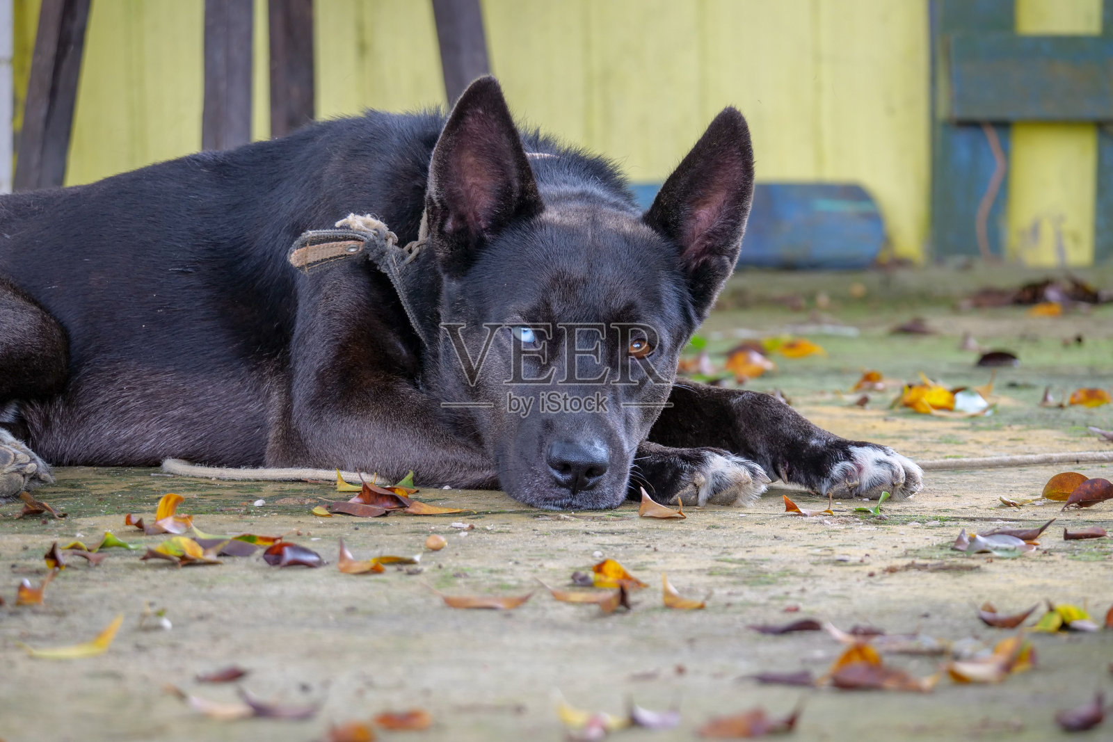 成年的黑色狗,蓝棕色的眼睛看着观众。照片摄影图片