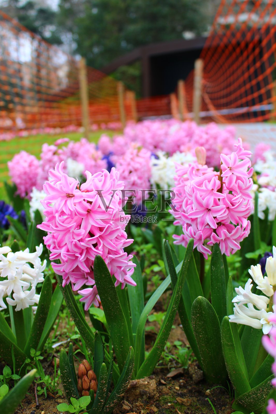风信子是一个小属的球茎,春季开花多年生植物。它们是芦笋科,芦笋亚科的芳香开花植物,通常被称为风信子。照片摄影图片