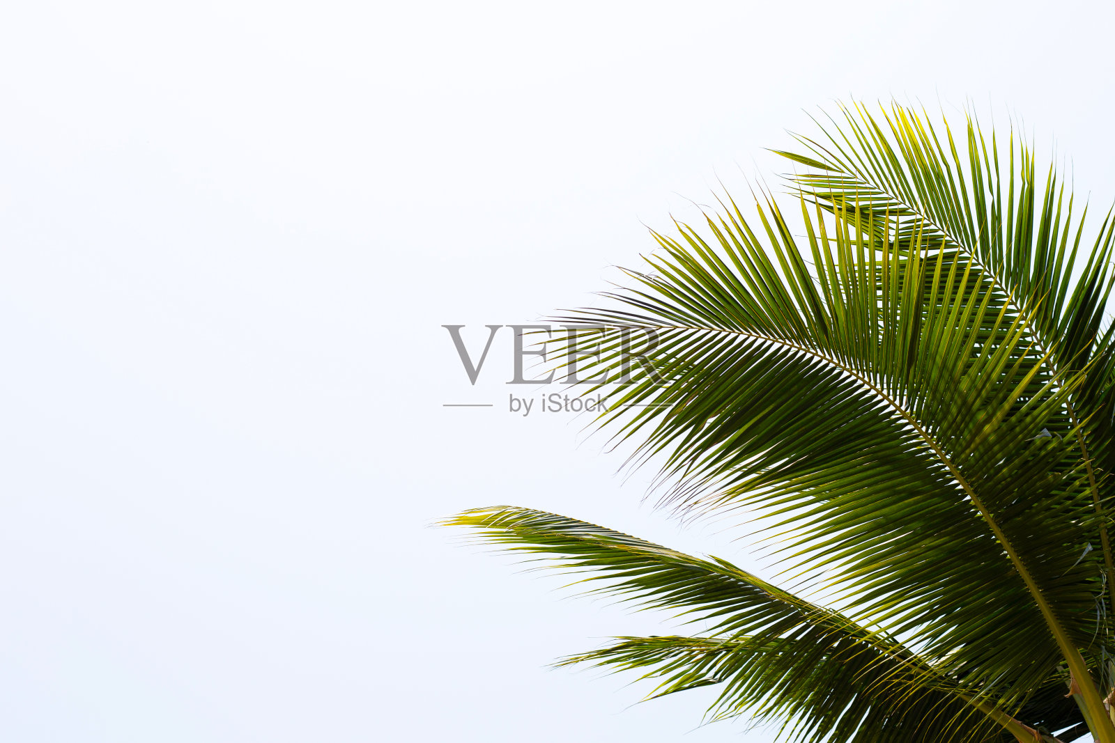 椰子树和蓝天照片摄影图片