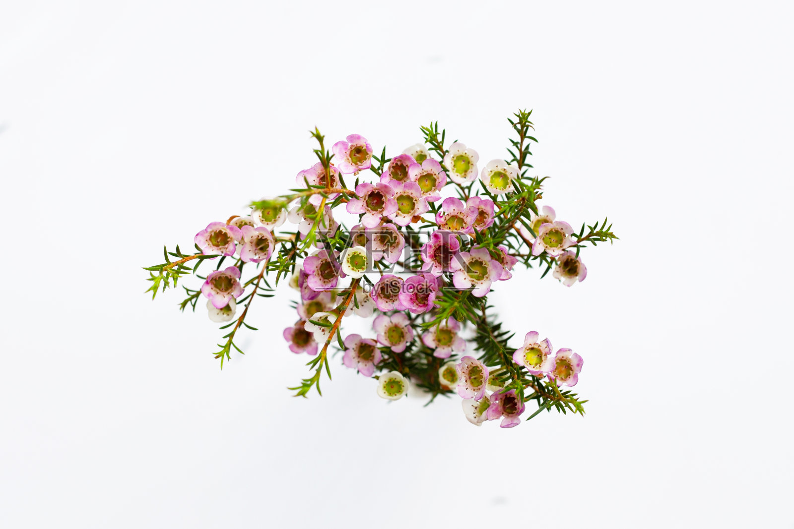 粉红色的白色蜡花在白色的背景。照片摄影图片