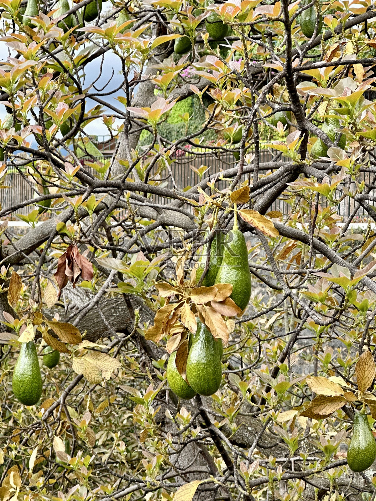 牛油果挂在牛油果树上照片摄影图片