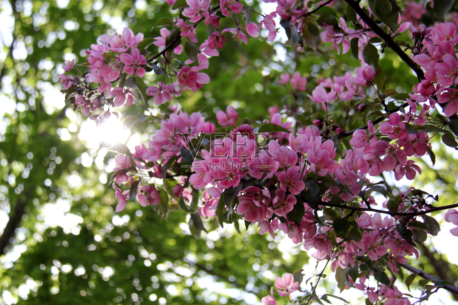 树上盛开的淡紫色花朵照片摄影图片
