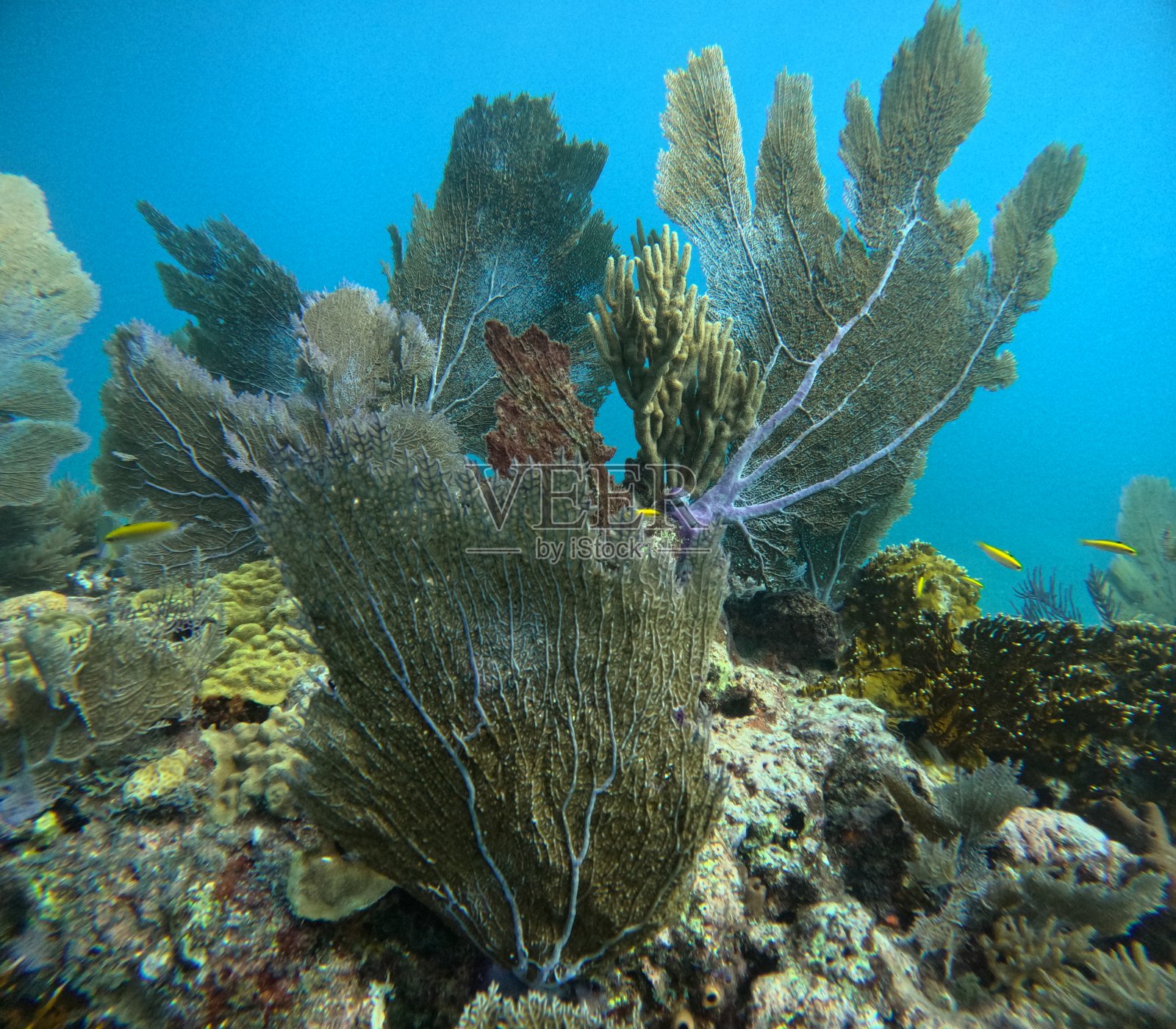 糖蜜礁的珊瑚照片摄影图片