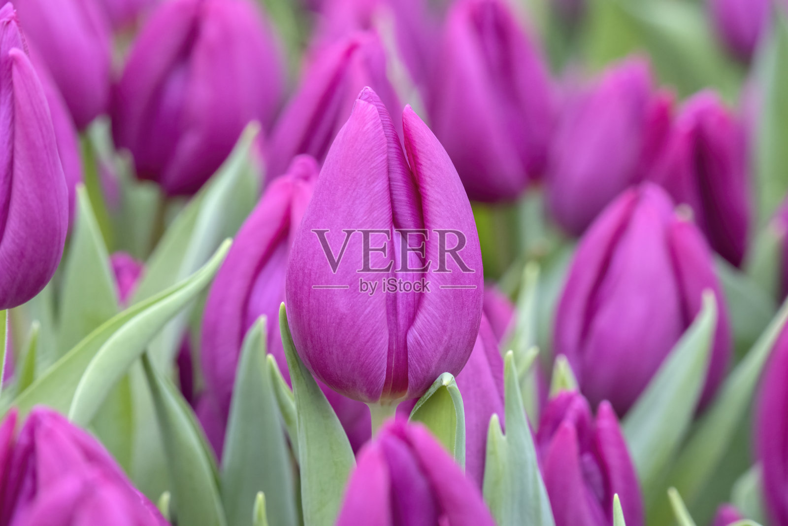 荷兰阿姆斯特丹美丽的粉色郁金香照片摄影图片