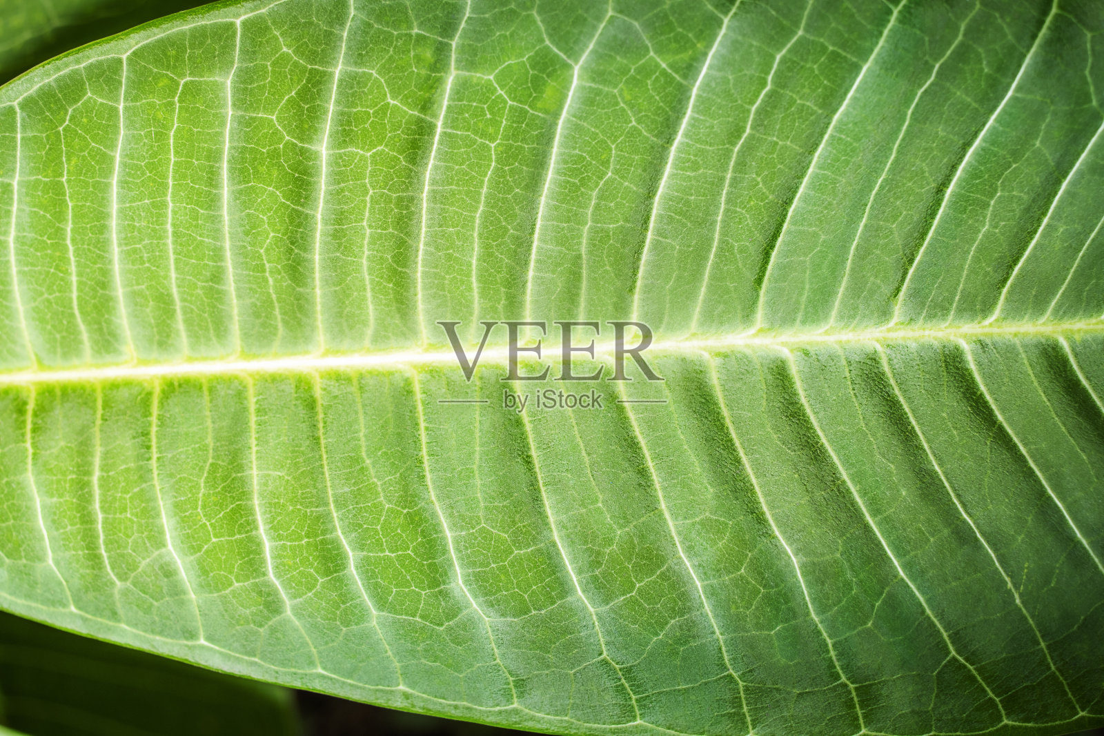 鸡蛋花绿叶特写照片摄影图片