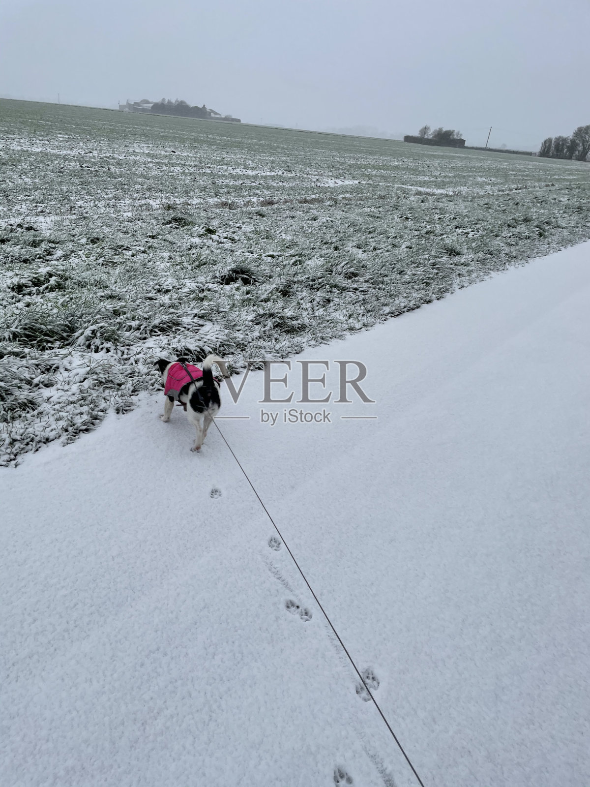 狗在雪地里散步照片摄影图片