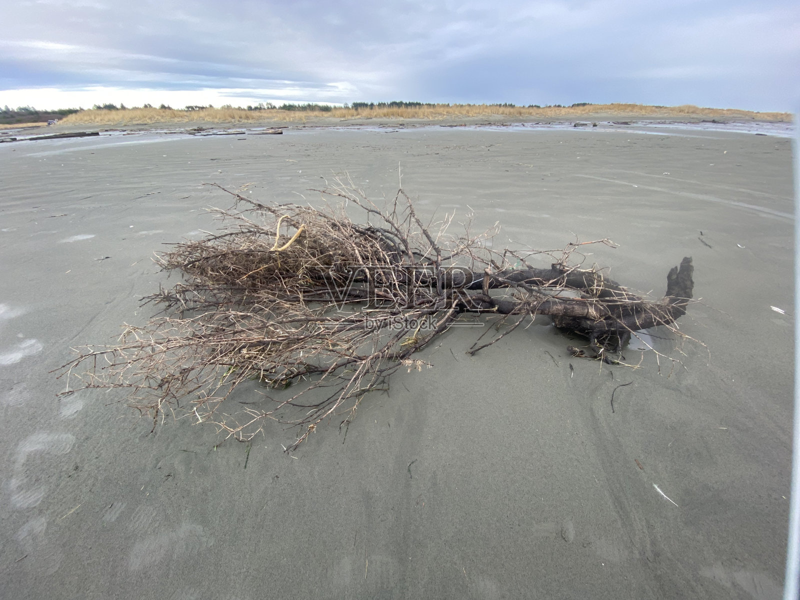 树根照片摄影图片