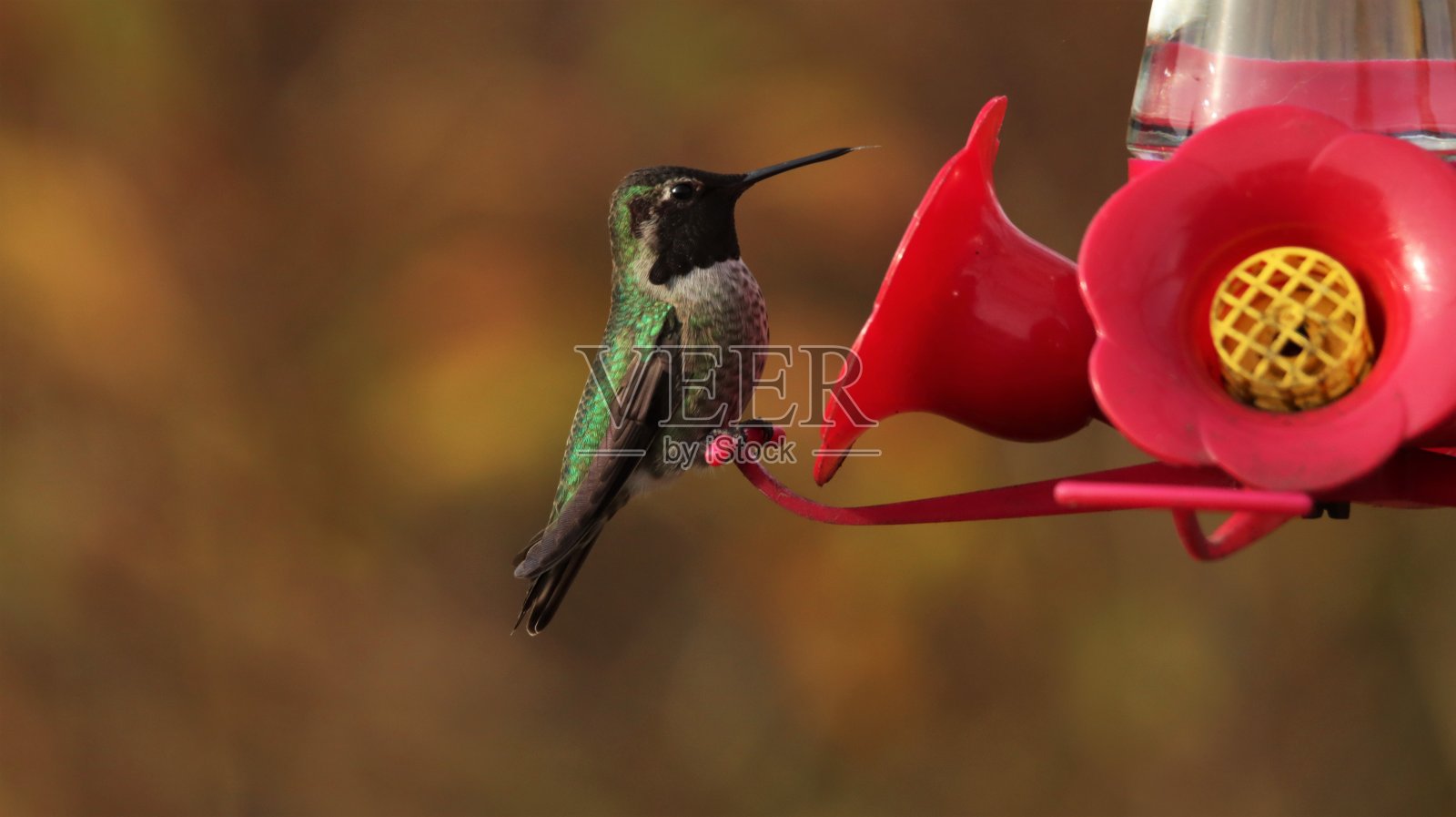 一只雄性安娜蜂鸟伸着舌头站在喂鸟器上照片摄影图片