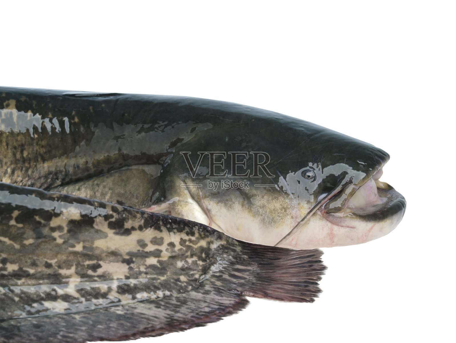 白色背景上孤立的鲶鱼照片摄影图片