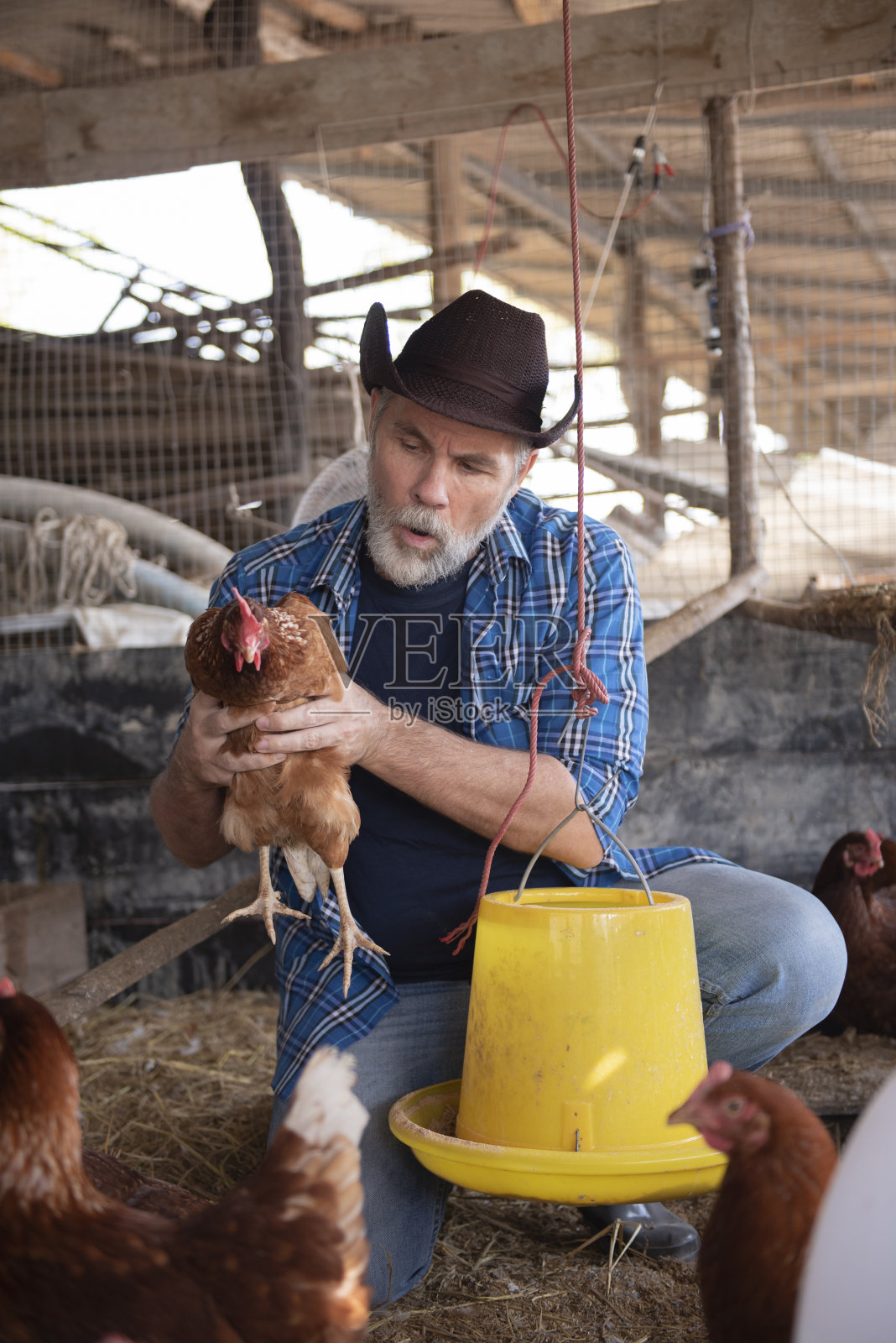 早上,一个男人在农场喂鸡照片摄影图片