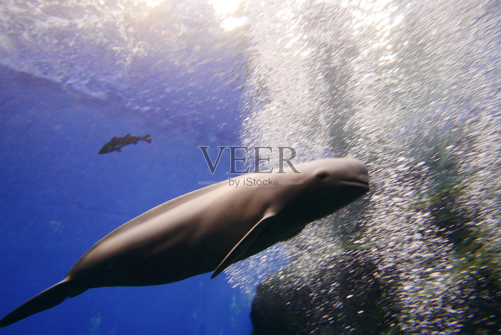 与江豚一起潜水,日本宫城照片摄影图片