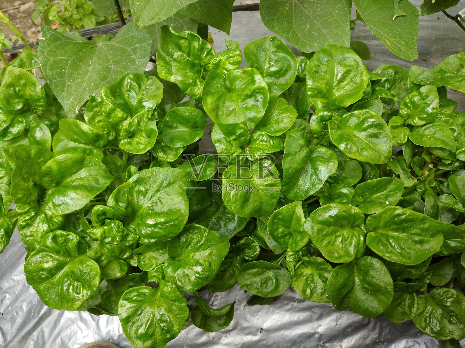 蔬菜照片摄影图片