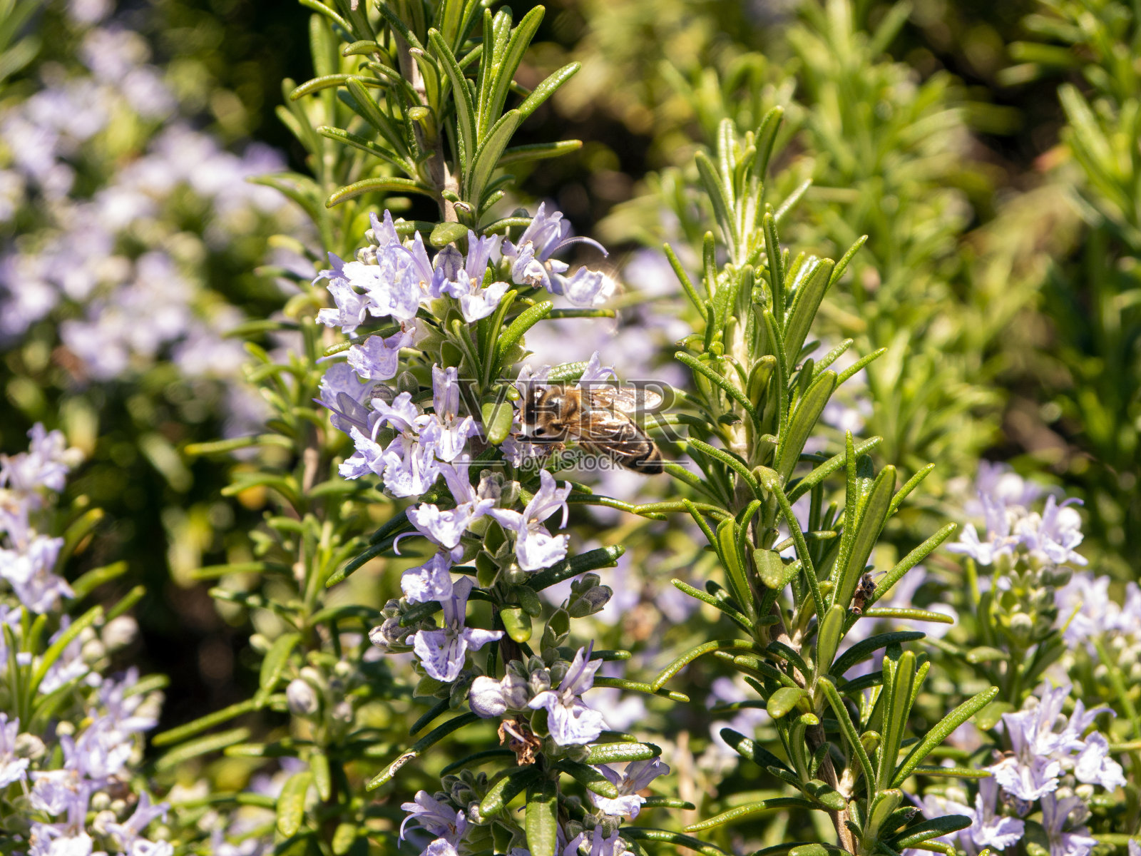 黄色蜜蜂在蓝色迷迭香花与绿色叶子近距离观看照片摄影图片