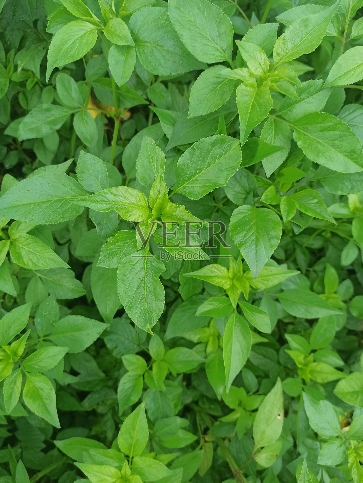 仓库备件前的野生植物照片摄影图片