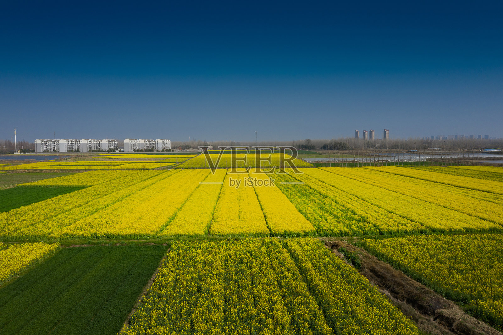 春天的花照片摄影图片