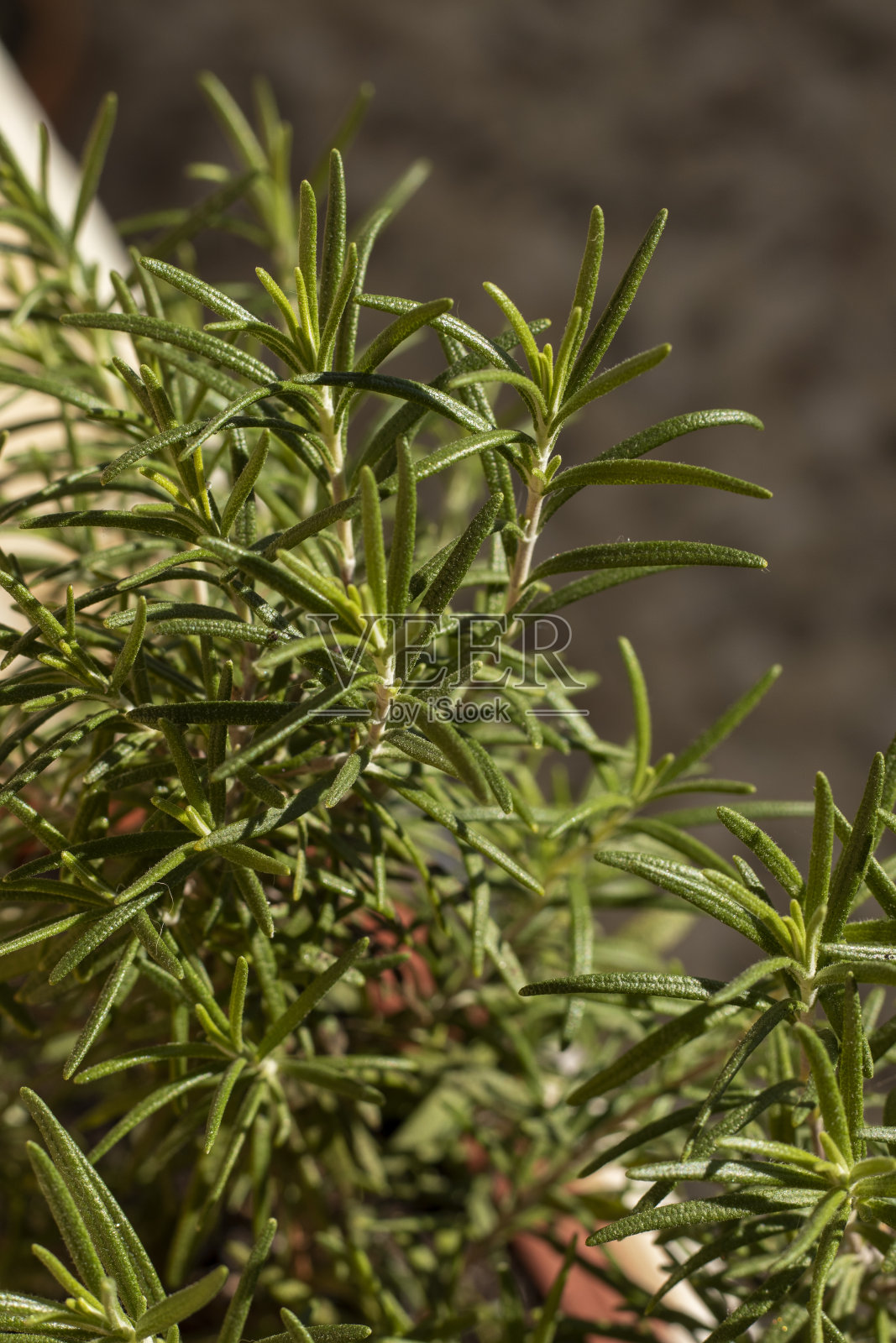 窗台上的花盆里有迷迭香。照片摄影图片
