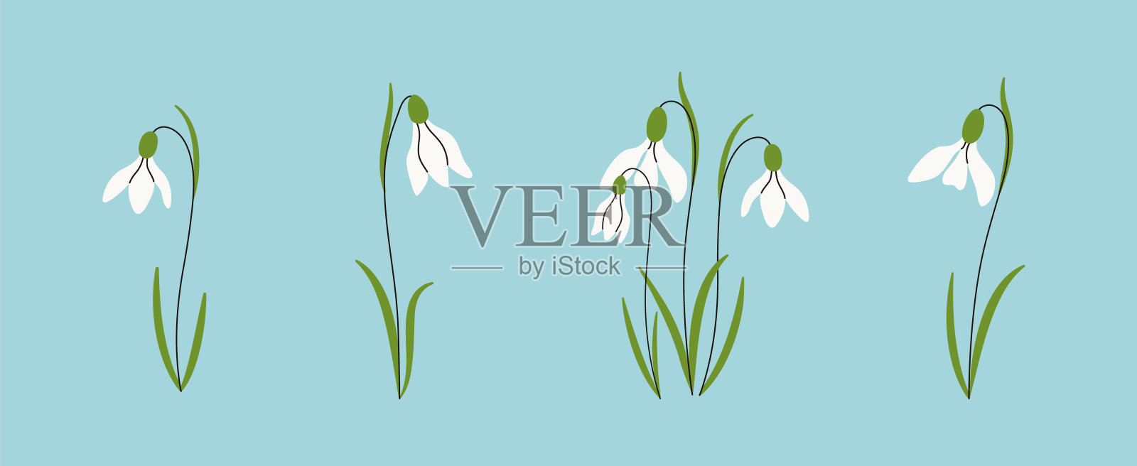 雪花莲花。春天的野花。美丽的天然草本植物。开花植物。节日花卉装饰。手绘矢量插图。插画图片素材