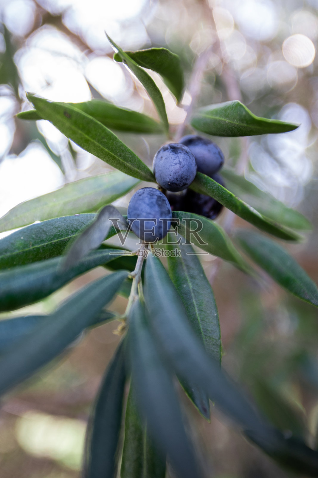 蓝色的浆果挂在树枝上照片摄影图片