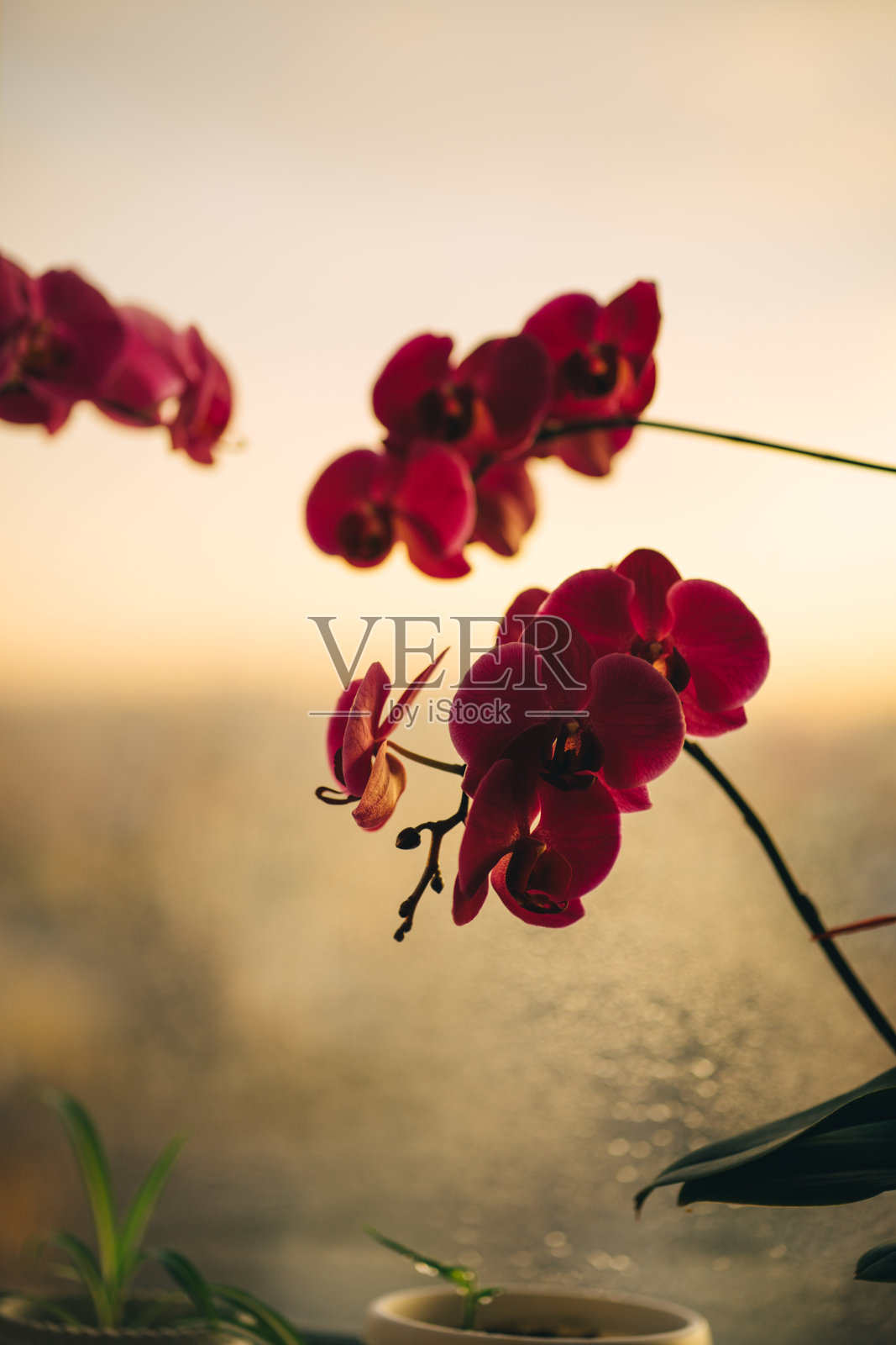 盛开的兰花在窗户的背景与飞溅。一扇肮脏的窗户和一朵奇异的花照片摄影图片