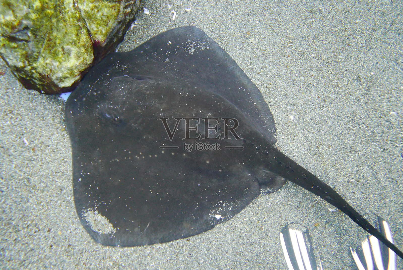 与江豚一起潜水,日本宫城照片摄影图片