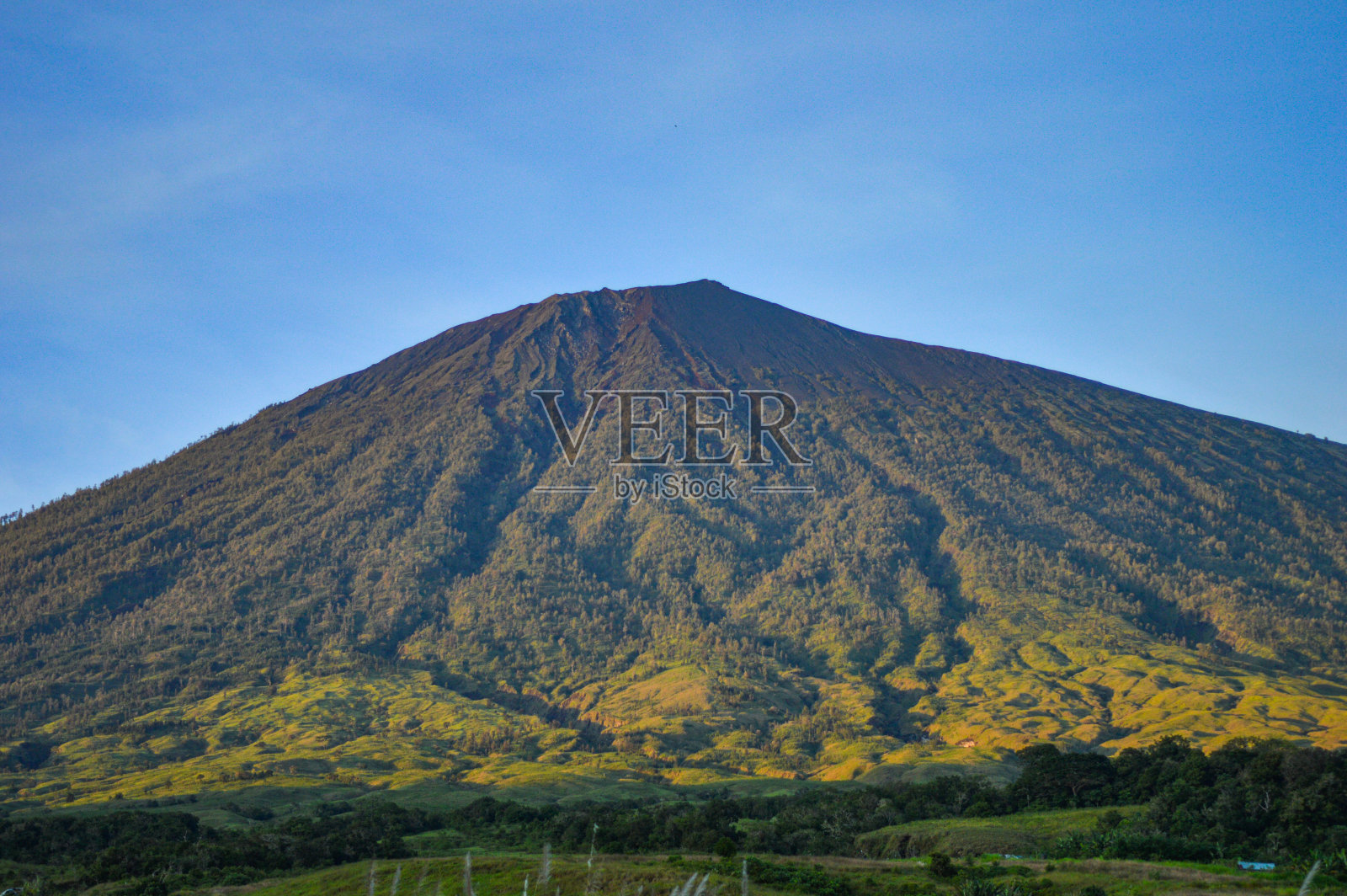 山地驯鹿照片摄影图片