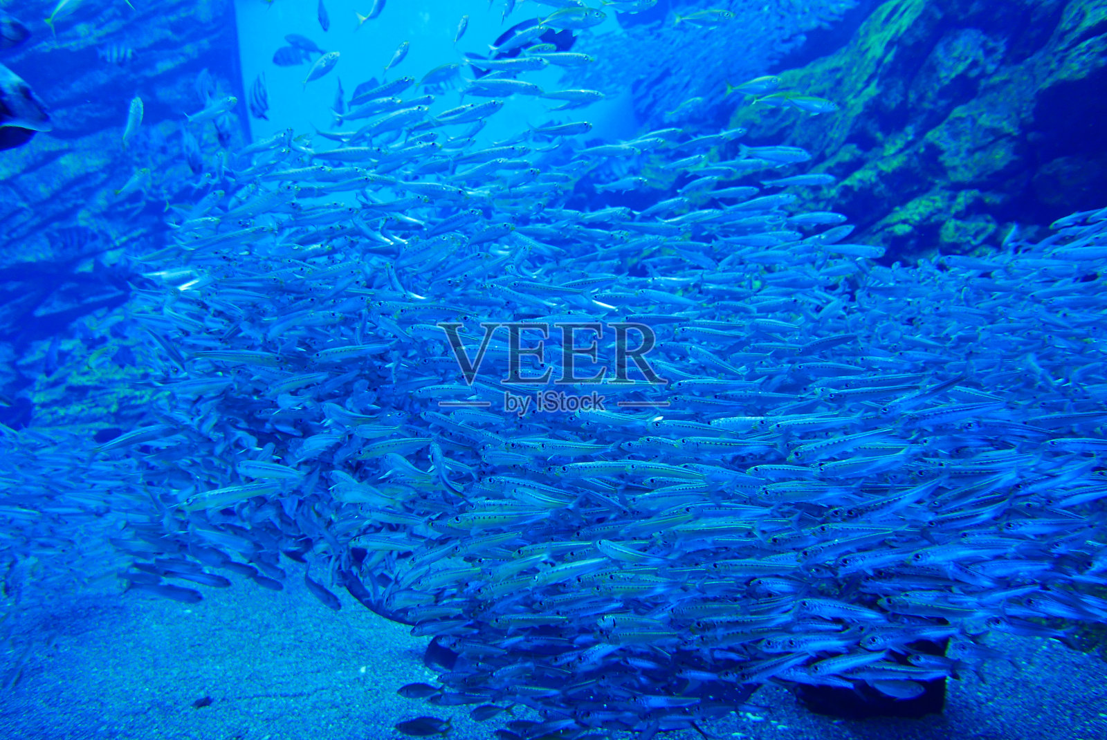 与江豚一起潜水,日本宫城照片摄影图片