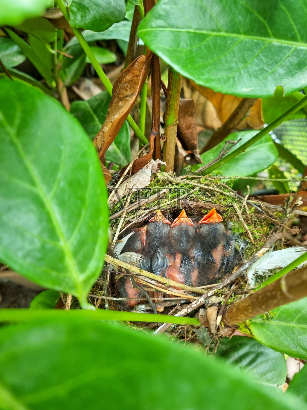 黑鸟雏鸟在巢中等待食物。照片摄影图片