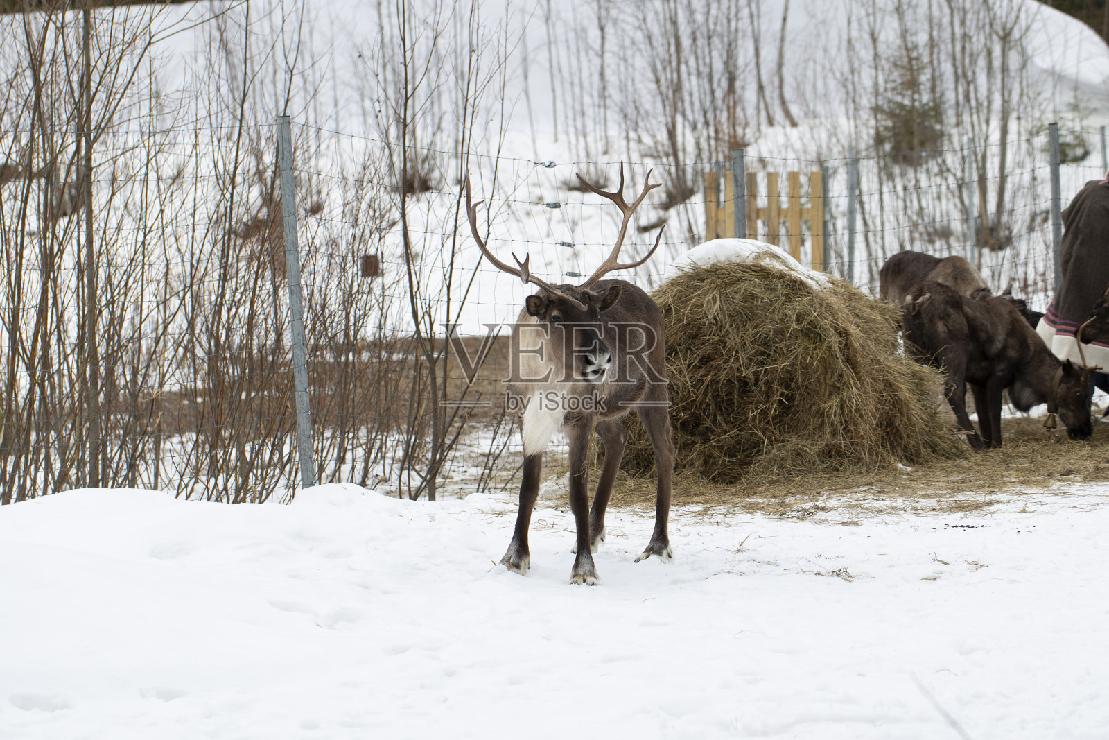 驯鹿在森林里踩着白雪。照片摄影图片