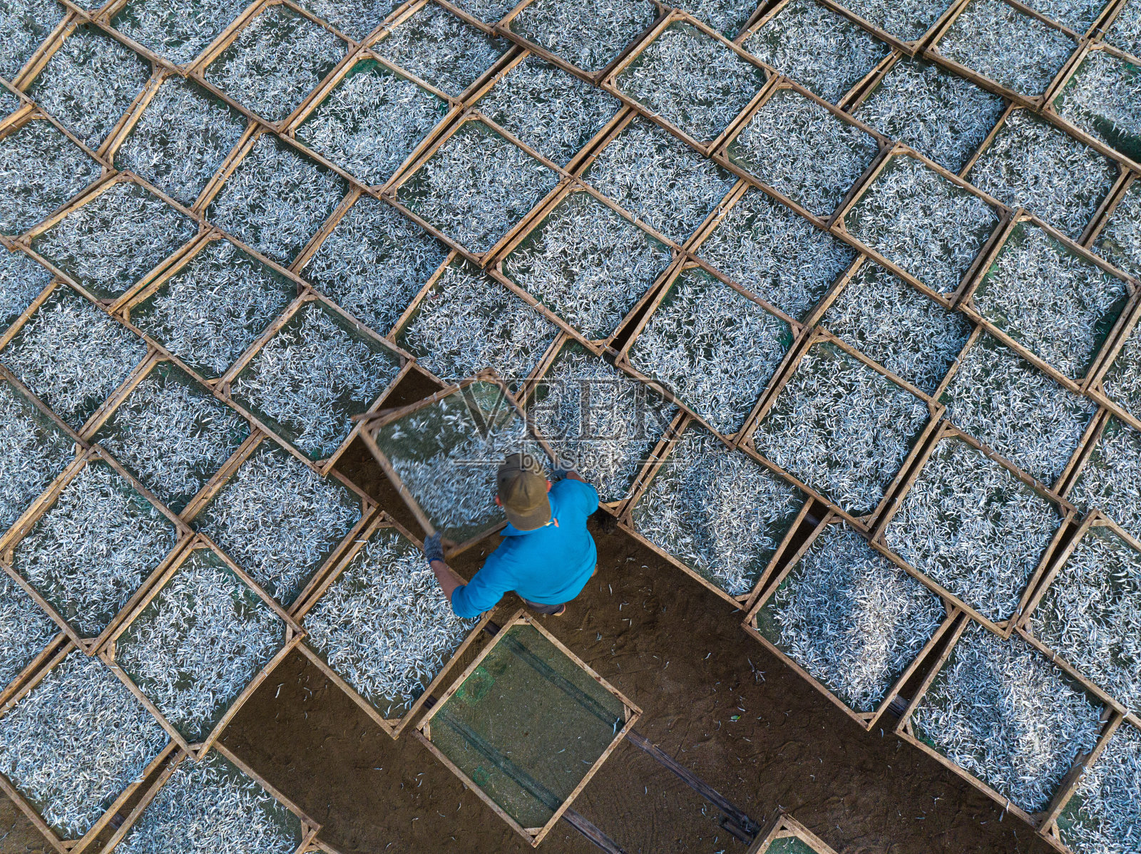 晾干蒸凤尾鱼照片摄影图片