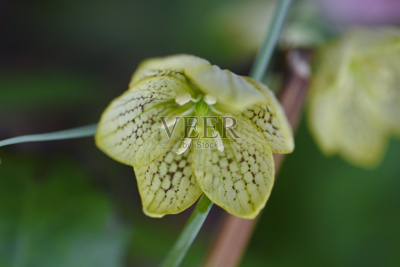 Fritillaria thunbergii (Zhe bei mu)花。照片摄影图片