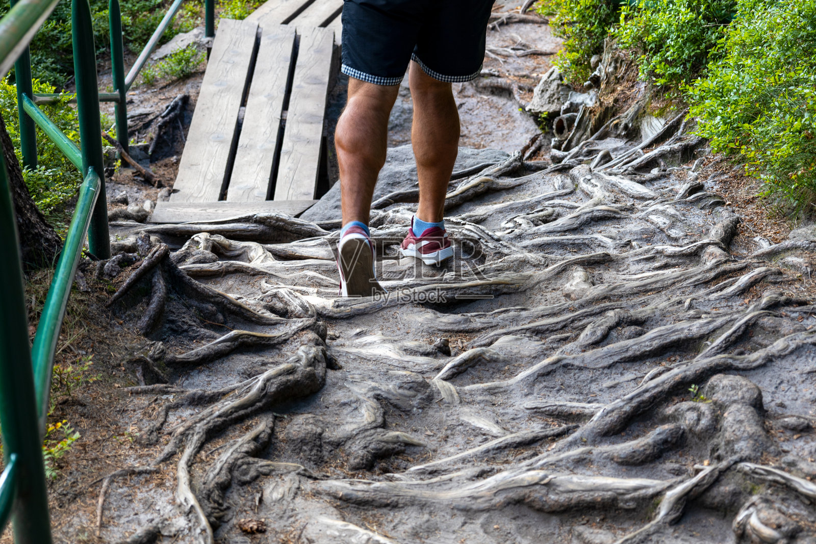 森林中一棵大树的根系,盘根照片摄影图片