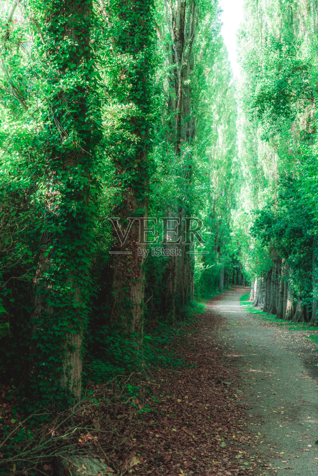 山毛榉林荫道上的绿色树叶在阳光下闪闪发光照片摄影图片