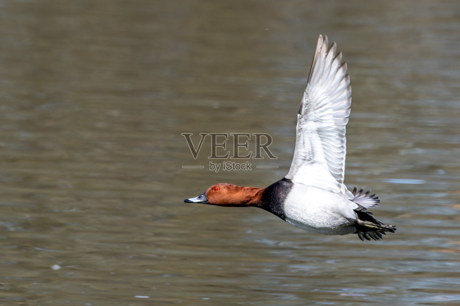 在德国慕尼黑,红冠白潜鸭和红冠白潜鸭飞过湖面照片摄影图片
