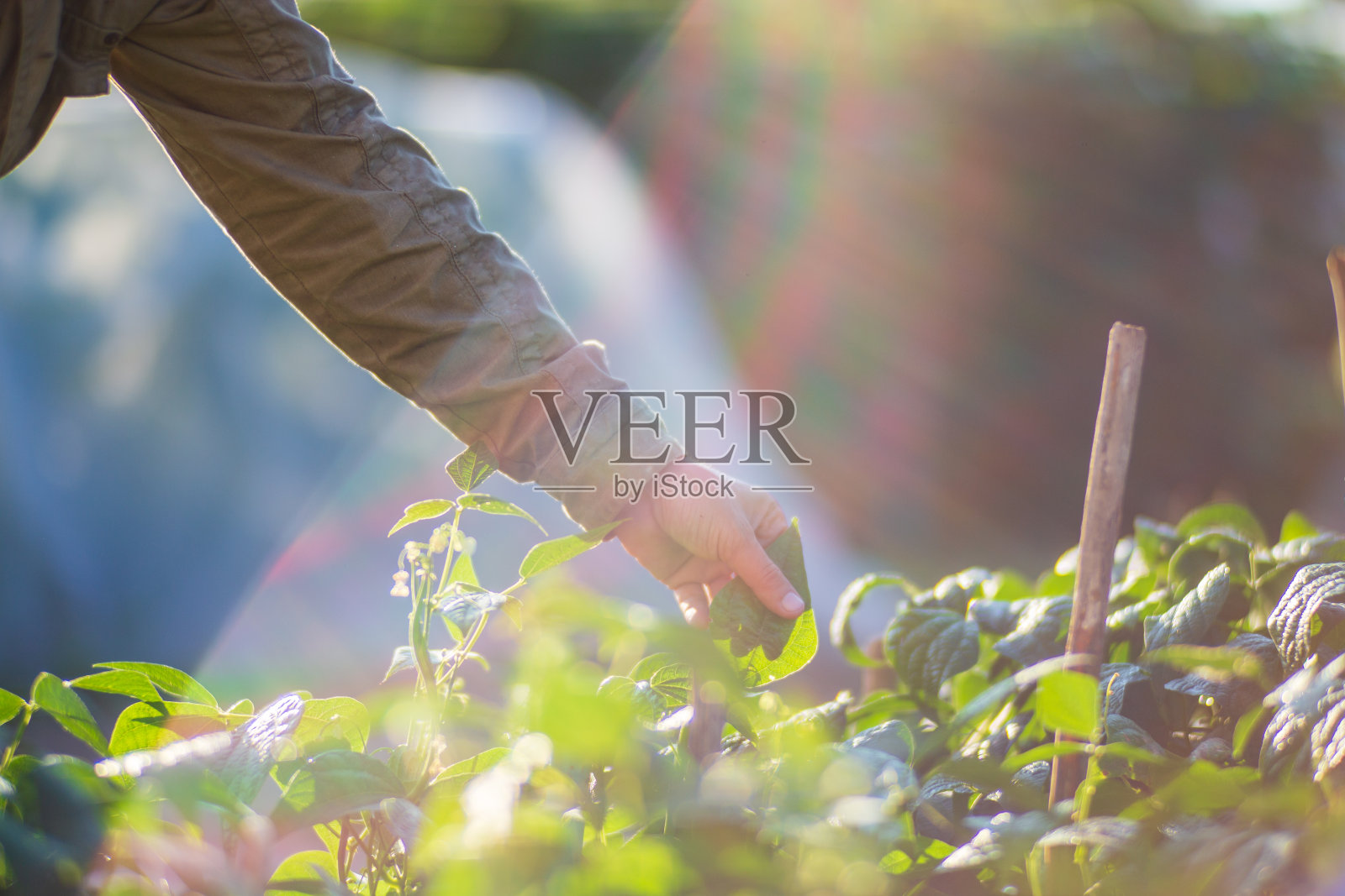 透明杯子与新鲜的热红茶。美丽的绿色背景的自然在清晨与阳光的温暖。照片摄影图片