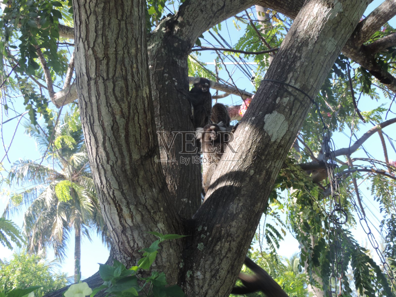 白绒狨猴照片摄影图片