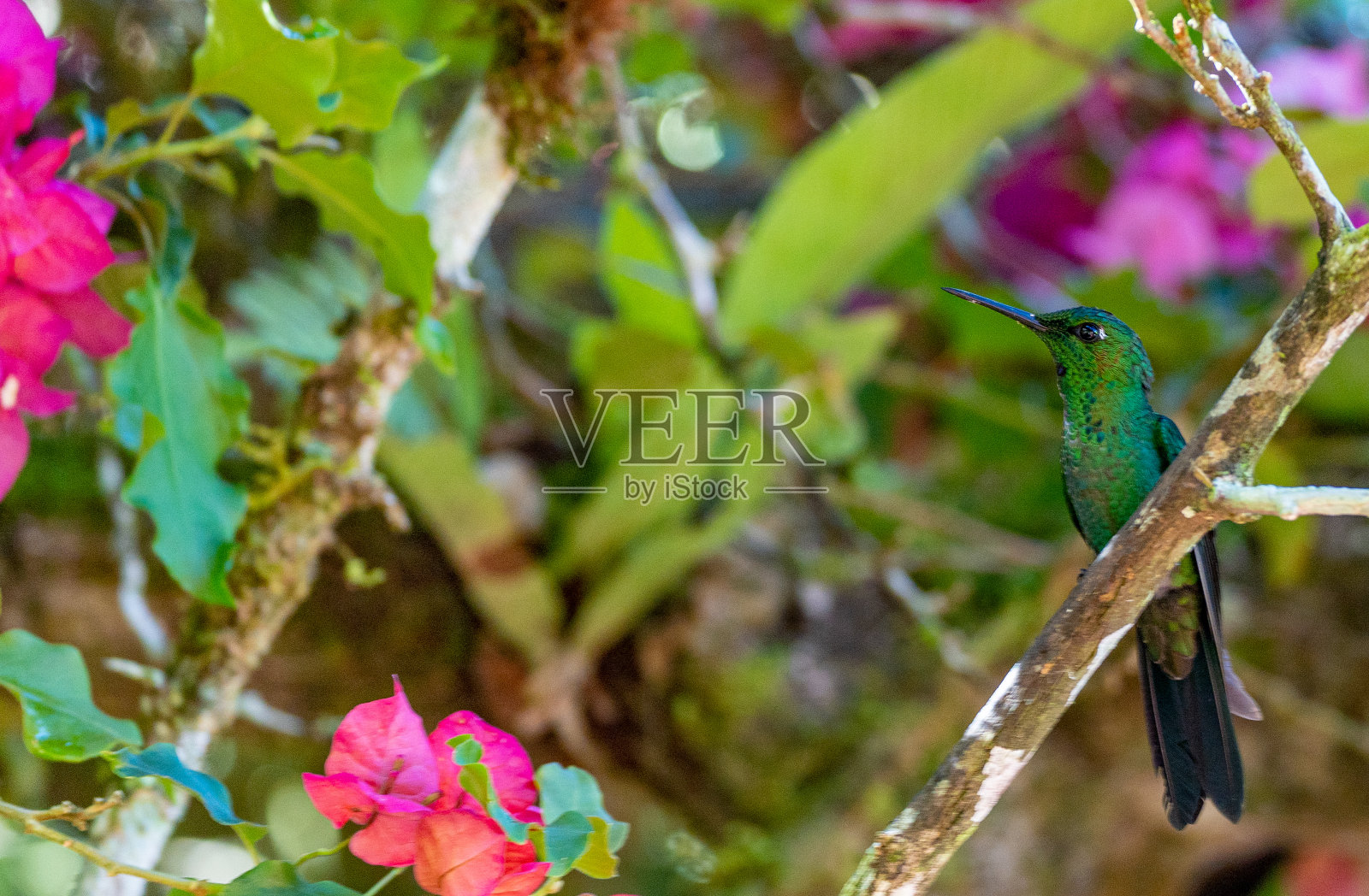 美丽的野生绿冠蜂鸟在哥斯达黎加的中央云雾森林附近的圣何塞和中美洲的波阿斯火山照片摄影图片