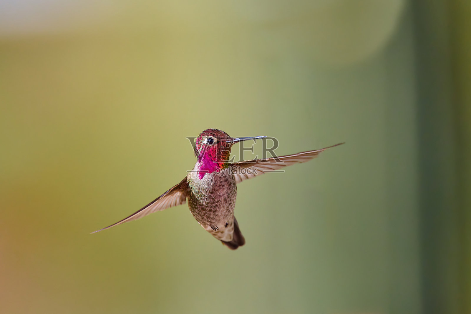 一只雄性安娜蜂鸟(Calypte Anna)在亚利桑那州半空中盘旋。照片摄影图片