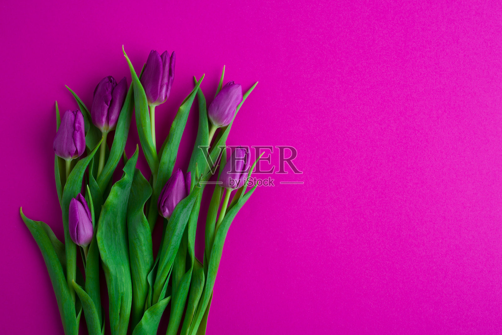 新鲜的花朵构图,一束郁金香,洋红色的背景。问候概念,女性,母亲节,照片摄影图片