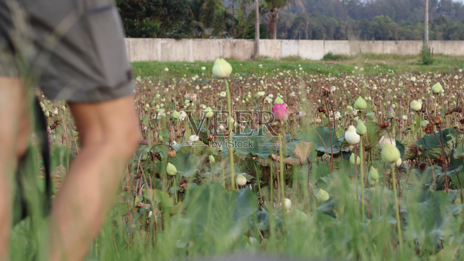 白色和粉红色的荷花湖照片摄影图片