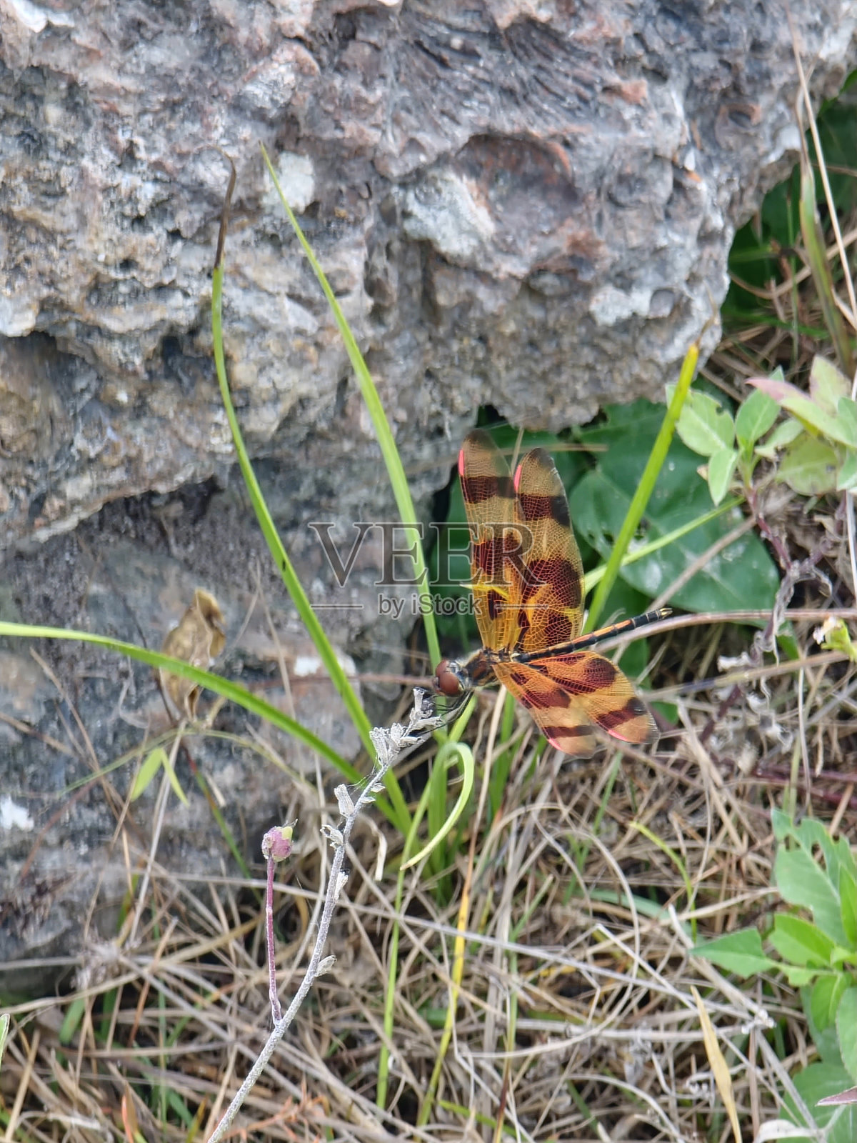 蜻蜓伪装照片摄影图片